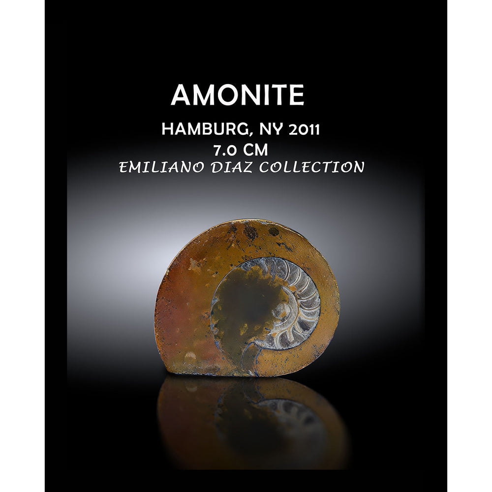 Amonite 8x10